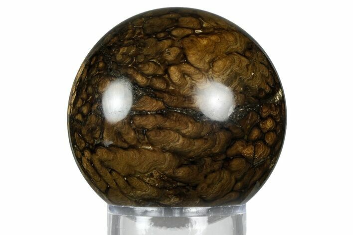 Polished Fossil Stromatolite (Chlorellopsis?) Sphere - Wyoming #369066